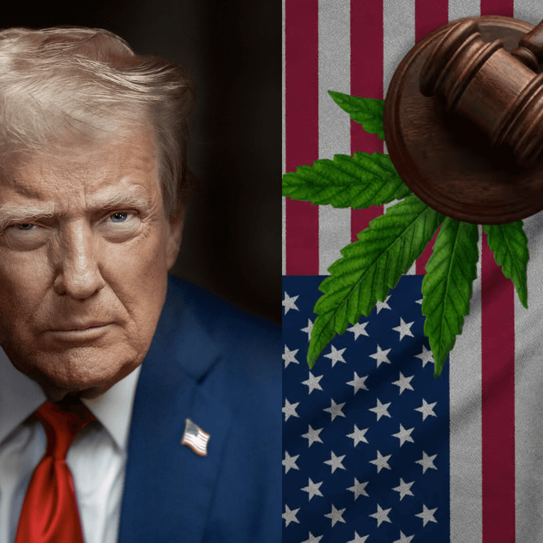 Trump Signals Possible Federal Shift on Cannabis: What It Means for You